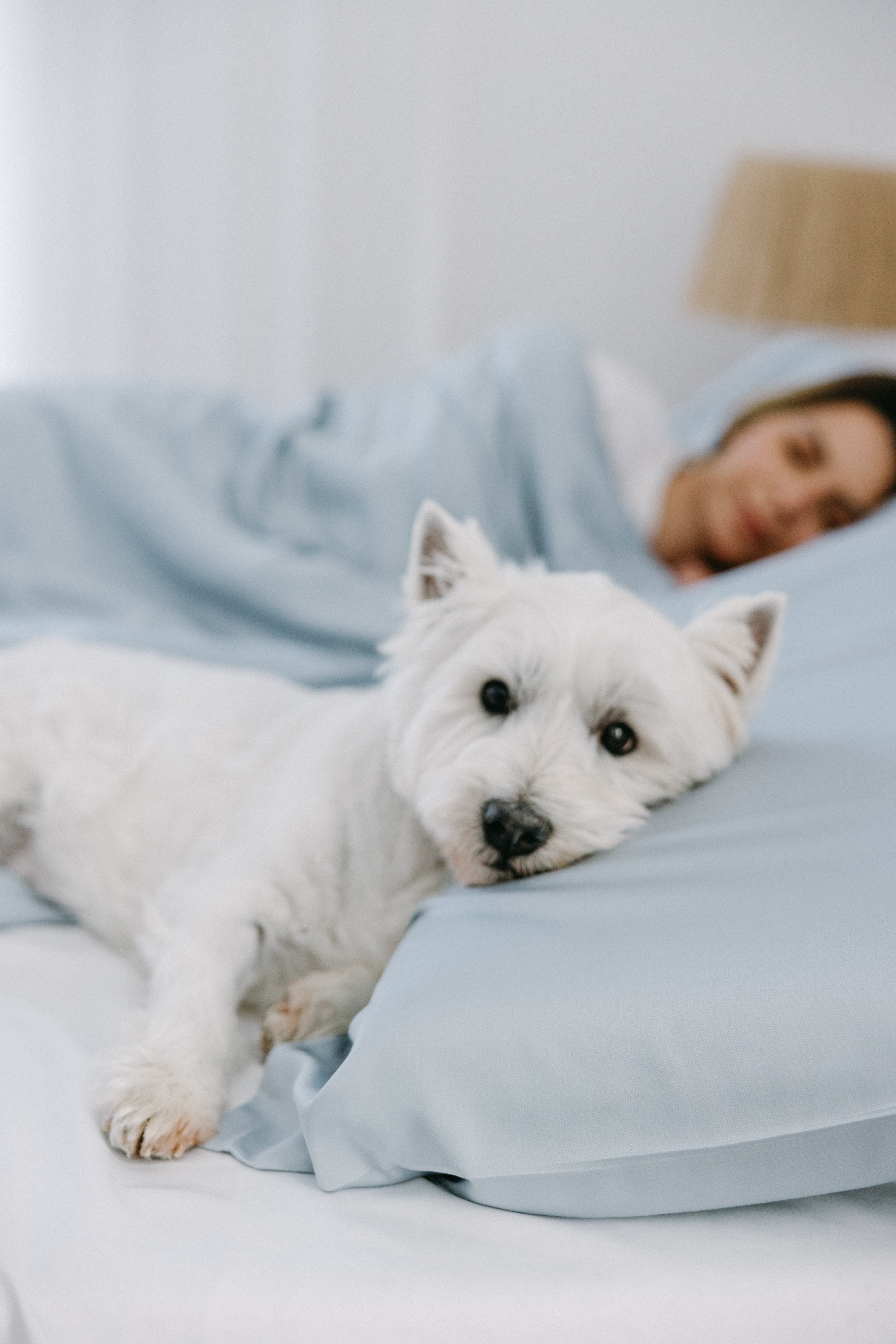 Bamboo Dog Bed Cover