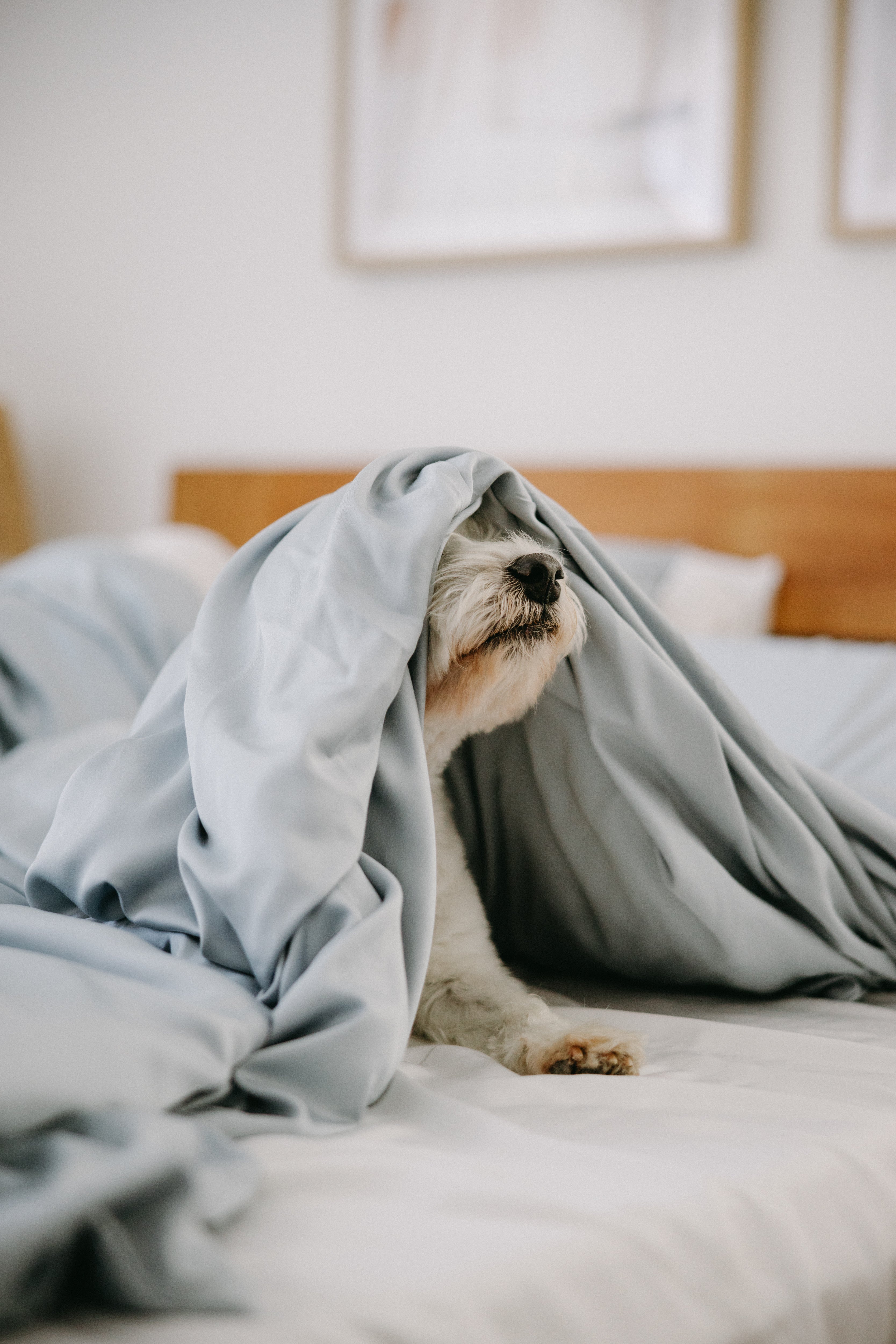 Bamboo Dog Bed Cover