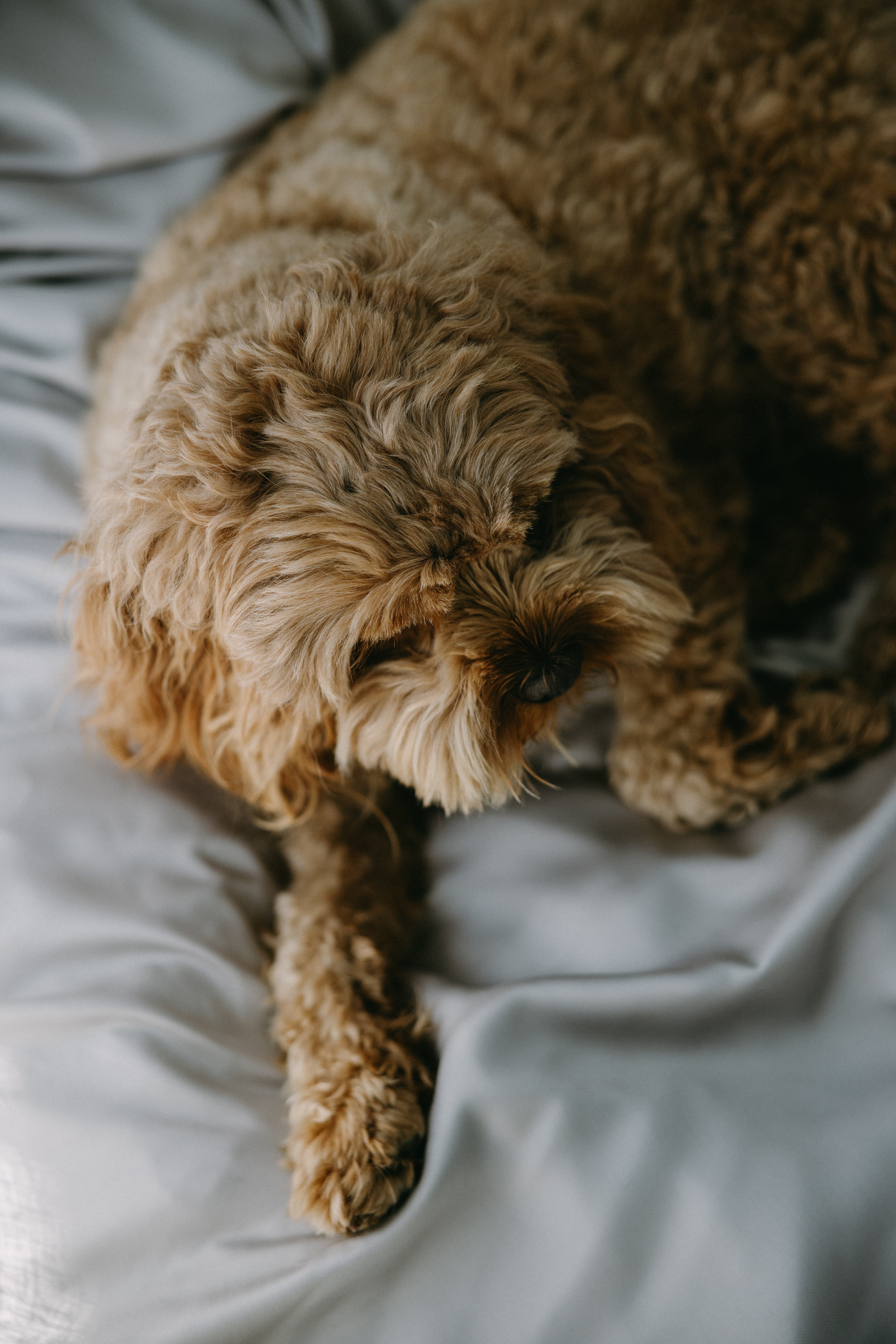 Bamboo Dog Bed Cover
