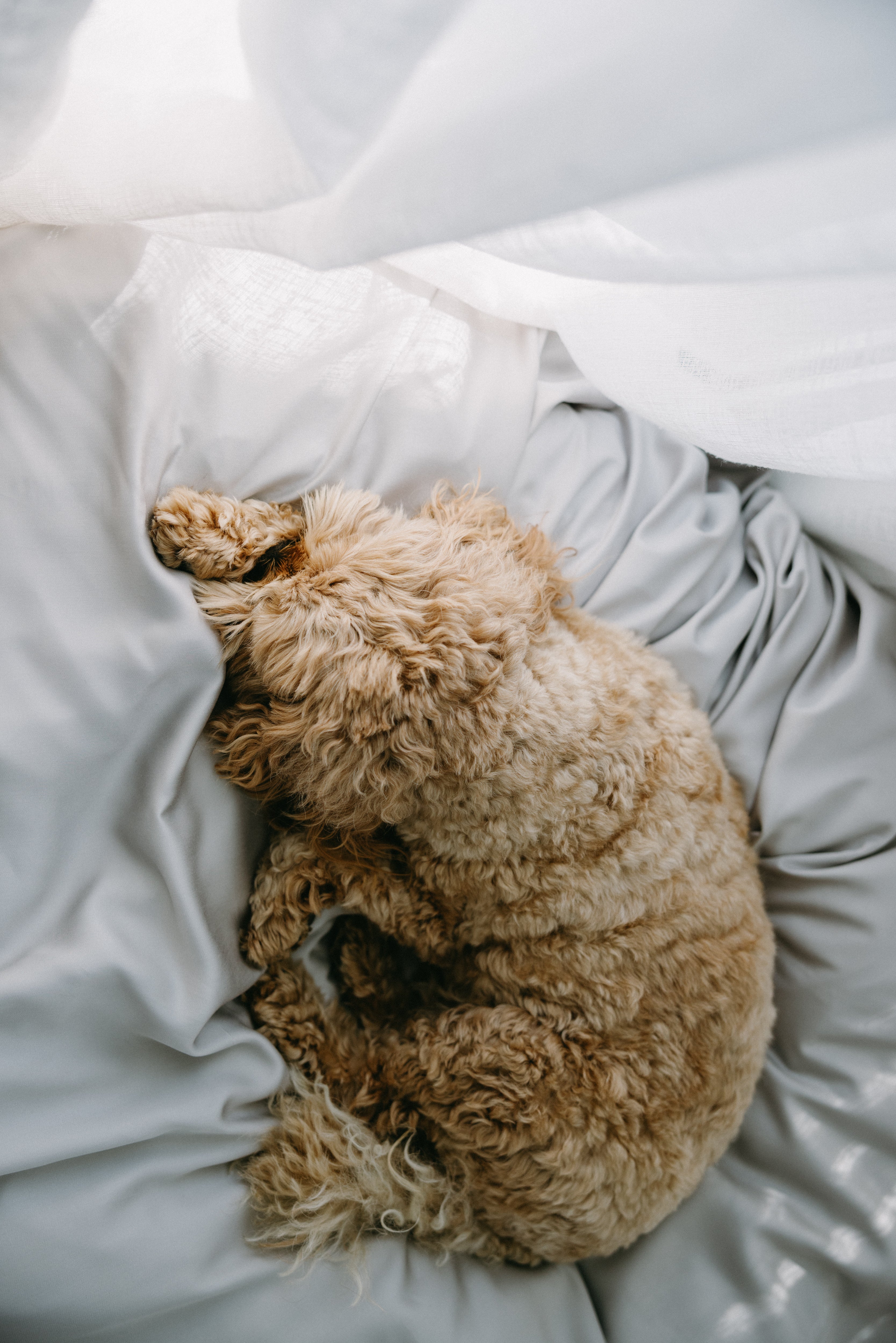 Bamboo Dog Bed Cover