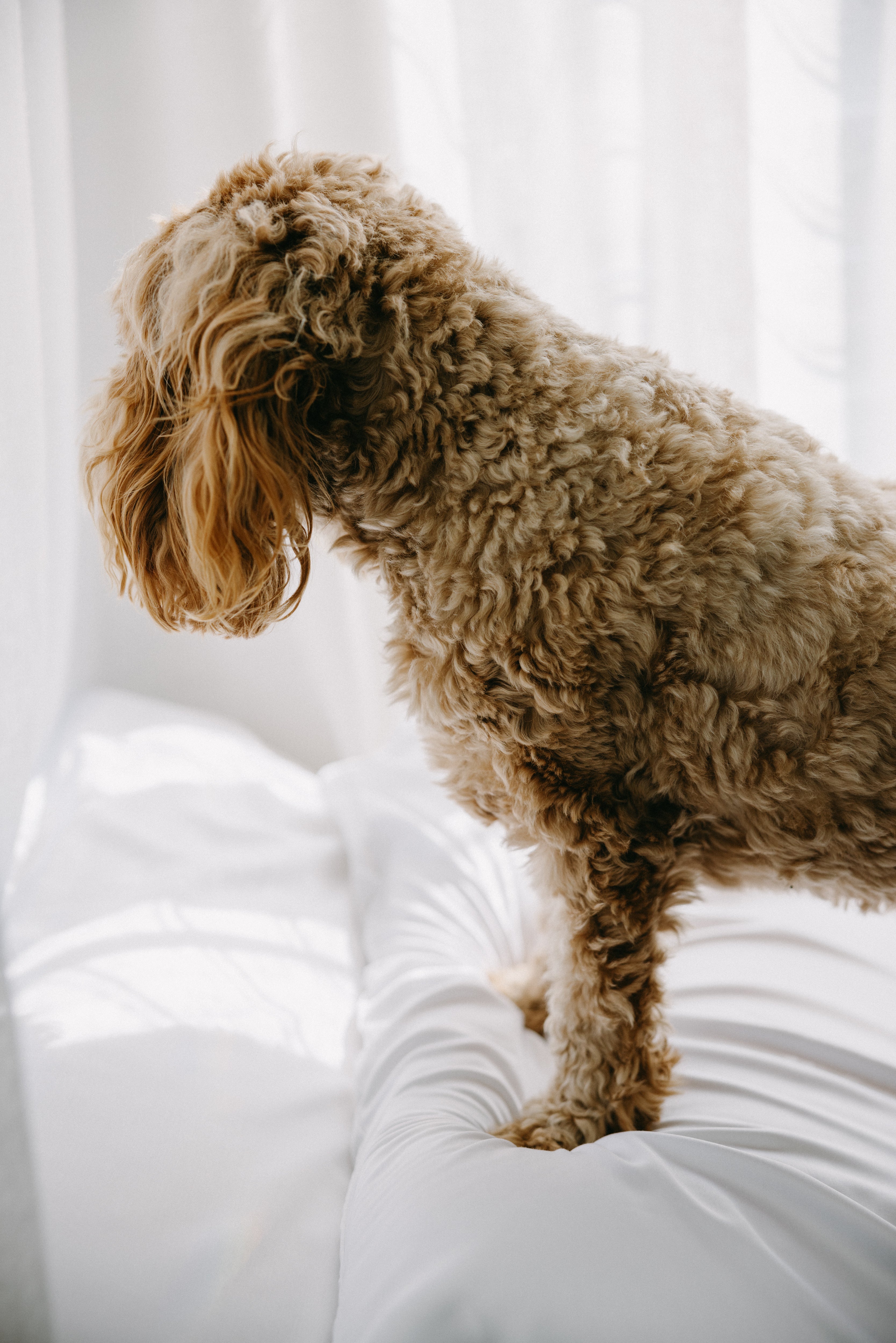 Bamboo Dog Bed Cover