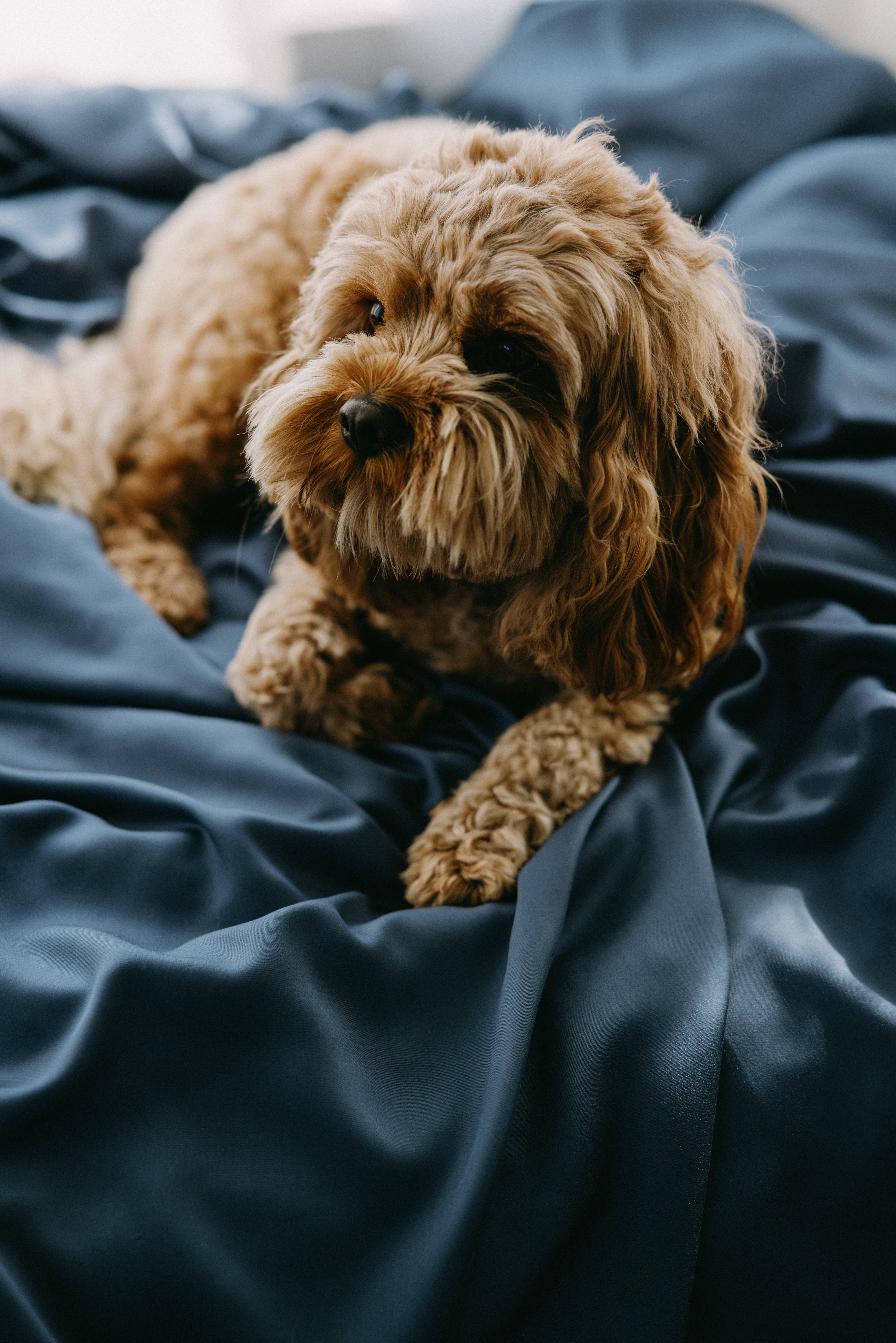 Bamboo Dog Bed Cover
